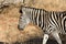Plains zebra in the bush