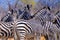 Plains Zebra, Chobe National Park, Botswana