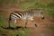 Plains zebra crosses dirt track lifting hoof