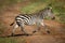 Plains zebra crosses dirt track in sunshine