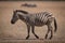 Plains zebra crosses grassland with wildebeest behind