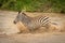 Plains zebra crosses muddy river in spray