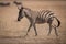 Plains zebra crosses savannah with wildebeest behind