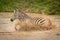 Plains zebra crossing muddy river in spray