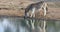 Plains zebra drinking water - Mkuze game reserve