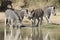 Plains Zebra drinking water, South Africa