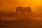 Plains zebra in dust at sunrise