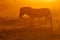 Plains zebra in dust at sunrise