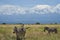 Plains zebra Equus quagga- Big Five Safari Black and white Stripped