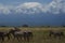 Plains zebra Equus quagga- Big Five Safari Black and white Stripped Kilimanjaro