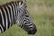 Plains zebra Equus quagga- Big Five Safari Black and white Stripped Kilimanjaro