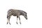 Plains zebra Equus quagga or Burchells zebra Equus burchelli isolated on white background