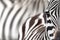 Plains zebra, equus quagga, closeup of partial face and eye, with blurred abstract background of other zebras behind. Masai Mara,