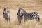 Plains zebra, Equus quagga, family of three- mother, father and baby, standing in the tall grass of the savannah in Kenya
