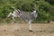The plains zebra Equus quagga, formerly Equus burchellii, also the common zebra or Burchell`s zebra, male kicking his hind legs