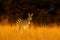 Plains zebra, Equus quagga, in the grass nature habitat, evening light, Hwange National Park Zimbabwe