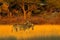 Plains zebra, Equus quagga, in the grassy nature habitat with evening light in Hwange National Park, Zimbabwe. Sunset in savanah.