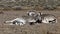 Plains zebra family group lying down, Etosha National Park, Namibia, Africa