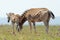 Plains Zebra with foal in Addo Elephant Park