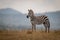 Plains zebra foal stands in long grass