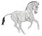 Plains zebra galloping. Linear vector illustration.