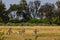 Plains zebra graze in grasslands of Chobe National Park, Botswana