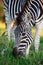 Plains Zebra Grazing on Green Grass