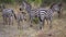 Plains Zebra Herd Close Up. Animal Eating Grass, Safari in African Savannah