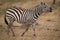 Plains zebra lifting head and showing teeth