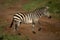 Plains zebra lifts hoof crossing dirt track