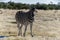 A plains zebra looking alert in Namibia