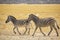 Plains Zebra Mare and Foal Trot