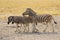 Plains Zebra Mare and Two Foals