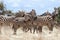 The plains zebra playing in Tsavo national park.