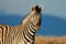 Plains Zebra portrait