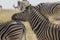 Plains Zebra Resting Head Another Zebra