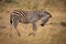 Plains zebra on savannah with lowered head
