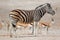 Plains zebra and springbok antelopes - Etosha National Park