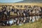 Plains zebra stand around puddle on track