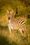 Plains zebra stands eyeing camera at dawn