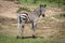 Plains zebra stands eyeing camera near bank