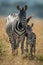 Plains zebra stands facing camera with foal