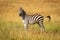 Plains zebra stands flicking tail in grass