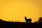 Plains zebra stands on horizon at dawn