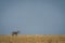 Plains zebra stands on horizon in savannah