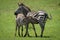 Plains zebra stands nursing foal in grass