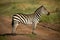 Plains zebra stands in profile on track