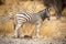 Plains zebra stands in profile turning head