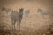 Plains zebra stands among rocks in smoke