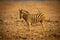 Plains zebra stands among rocks turning head